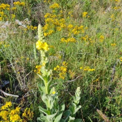 Verbascum thapsus subsp. thapsus (Great Mullein, Aaron's Rod) at Isaacs Ridge and Nearby - 17 Dec 2023 by Mike