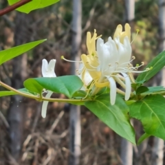 Lonicera japonica (Japanese Honeysuckle) at Isaacs Ridge and Nearby - 17 Dec 2023 by Mike