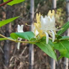 Lonicera japonica (Japanese Honeysuckle) at Isaacs, ACT - 16 Dec 2023 by Mike
