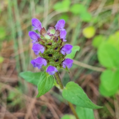 Prunella vulgaris (Self-heal, Heal All) at Isaacs, ACT - 16 Dec 2023 by Mike