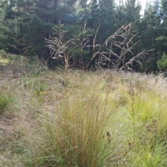 Eragrostis curvula (African Lovegrass) at Isaacs Ridge and Nearby - 17 Dec 2023 by Mike