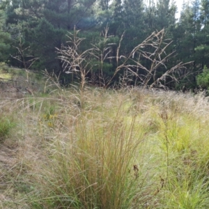 Eragrostis curvula at Isaacs Ridge and Nearby - 17 Dec 2023