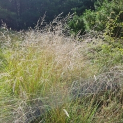 Eragrostis curvula at Isaacs Ridge and Nearby - 17 Dec 2023 08:55 AM