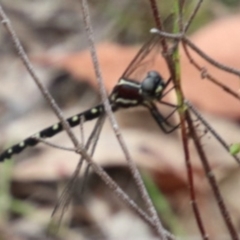 Eusynthemis sp. (genus) (Tigertail) at Wingecarribee Local Government Area - 12 Dec 2023 by JanHartog