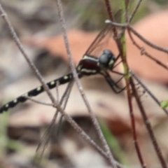 Unidentified Dragonfly (Anisoptera) at Alpine, NSW - 11 Dec 2023 by JanHartog