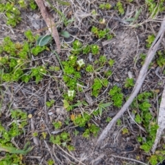 Mitrasacme serpyllifolia (Thyme Mitrewort) at Northangera, NSW - 13 Dec 2023 by MelitaMilner