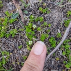 Mitrasacme serpyllifolia at QPRC LGA - 13 Dec 2023