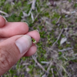 Mitrasacme serpyllifolia at QPRC LGA - 13 Dec 2023