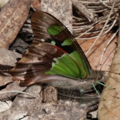 Graphium macleayanum (Macleay's Swallowtail) at Fitzroy Falls - 17 Dec 2023 by JanHartog