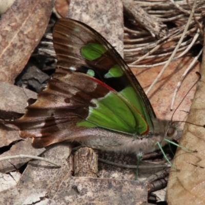 Graphium macleayanum (Macleay's Swallowtail) at Morton National Park - 17 Dec 2023 by JanHartog