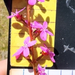 Stylidium armeria subsp. armeria (Trigger Plant) at Bemboka, NSW - 18 Dec 2023 by Steve818