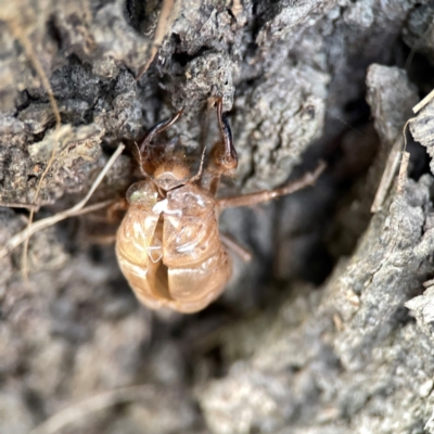 Psaltoda sp. at Nelligen, NSW - 17 Dec 2023 by Hejor1