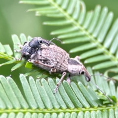 Unidentified Weevil (Curculionoidea) at Nelligen, NSW - 17 Dec 2023 by Hejor1
