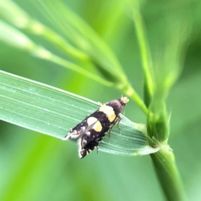 Glyphipterix chrysoplanetis (A Sedge Moth) at Nelligen, NSW - 17 Dec 2023 by Hejor1