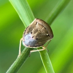 Eysarcoris sp. (genus) (A stink bug) at Nelligen, NSW - 17 Dec 2023 by Hejor1