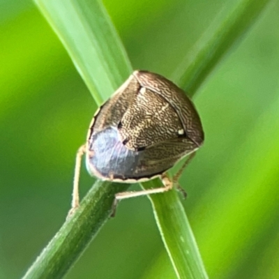 Eysarcoris sp. (genus) (A stink bug) at Nelligen, NSW - 17 Dec 2023 by Hejor1