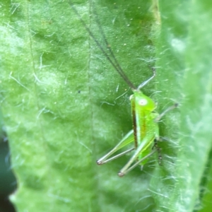 Conocephalus semivittatus at Nelligen, NSW - 17 Dec 2023