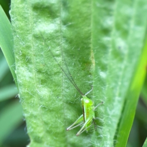 Conocephalus semivittatus at Nelligen, NSW - 17 Dec 2023