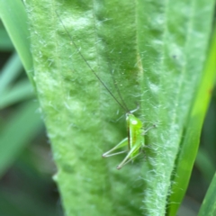 Conocephalus semivittatus at Nelligen, NSW - 17 Dec 2023