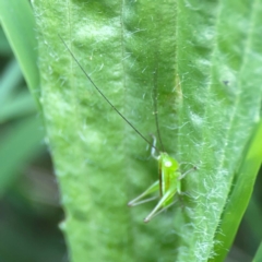 Conocephalus semivittatus at Nelligen, NSW - 17 Dec 2023