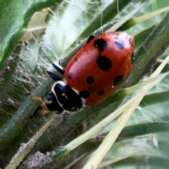 Hippodamia variegata (Spotted Amber Ladybird) at Nelligen, NSW - 17 Dec 2023 by Hejor1