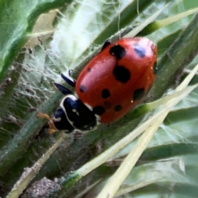 Hippodamia variegata (Spotted Amber Ladybird) at Nelligen, NSW - 17 Dec 2023 by Hejor1