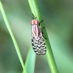 Unidentified Other true fly at Nelligen, NSW - 17 Dec 2023 by Hejor1