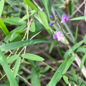 Glycine clandestina at Nelligen, NSW - 17 Dec 2023 05:24 PM