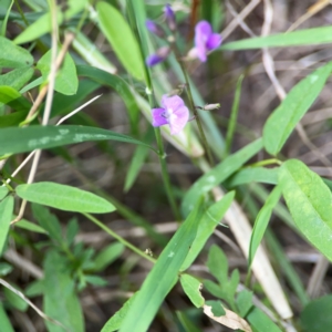 Glycine clandestina at Nelligen, NSW - 17 Dec 2023 05:24 PM