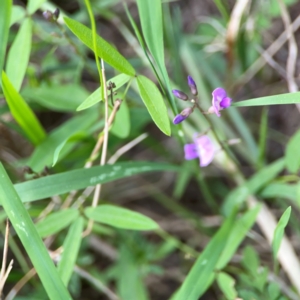 Glycine clandestina at Nelligen, NSW - 17 Dec 2023 05:24 PM