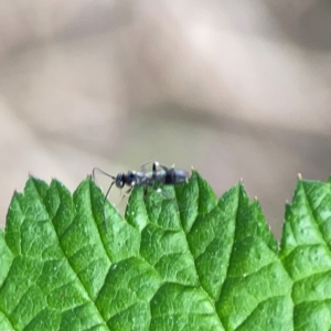 Ichneumonidae (family) at Nelligen, NSW - 17 Dec 2023