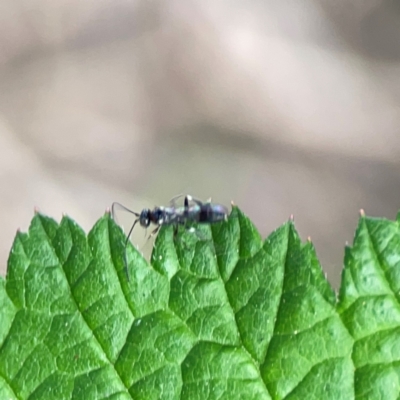 Ichneumonidae (family) (Unidentified ichneumon wasp) at Nelligen, NSW - 17 Dec 2023 by Hejor1