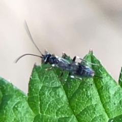 Ichneumonidae (family) at Nelligen, NSW - 17 Dec 2023