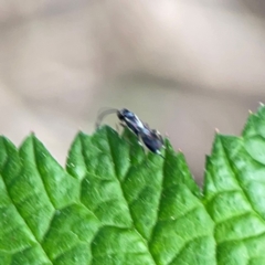 Ichneumonidae (family) at Nelligen, NSW - 17 Dec 2023