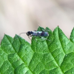 Ichneumonidae (family) at Nelligen, NSW - 17 Dec 2023