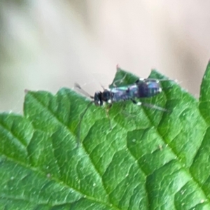 Ichneumonidae (family) at Nelligen, NSW - 17 Dec 2023