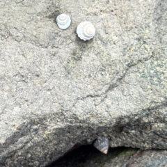 Bembicium auratum at Nelligen, NSW - 17 Dec 2023