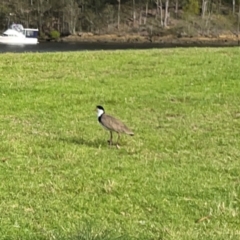 Vanellus miles (Masked Lapwing) at Nelligen, NSW - 17 Dec 2023 by Hejor1