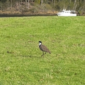 Vanellus miles at Nelligen, NSW - 17 Dec 2023