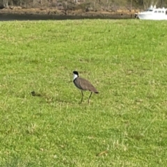 Vanellus miles at Nelligen, NSW - 17 Dec 2023