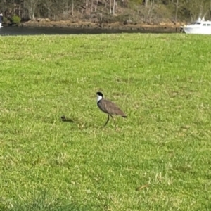 Vanellus miles at Nelligen, NSW - 17 Dec 2023 06:01 PM