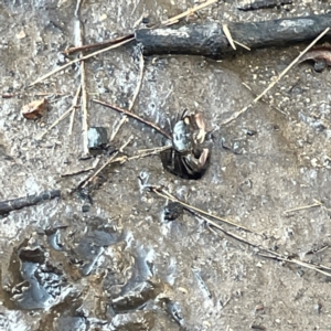 Heloecius cordiformis at Nelligen, NSW - 17 Dec 2023