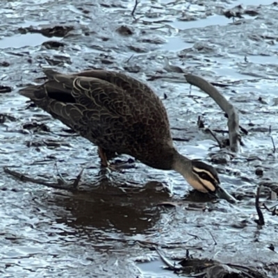 Anas superciliosa (Pacific Black Duck) at Nelligen, NSW - 17 Dec 2023 by Hejor1