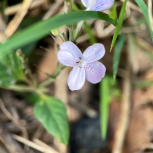 Pseuderanthemum variabile at Surf Beach, NSW - 18 Dec 2023 09:27 AM