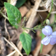 Pseuderanthemum variabile at Surf Beach, NSW - 18 Dec 2023 09:27 AM