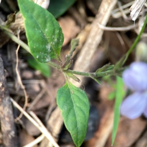 Pseuderanthemum variabile at Surf Beach, NSW - 18 Dec 2023 09:27 AM