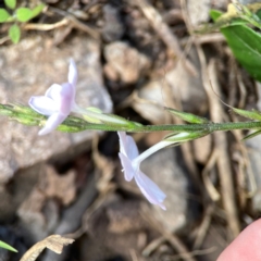 Pseuderanthemum variabile at Surf Beach, NSW - 18 Dec 2023 09:27 AM