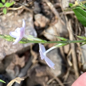 Pseuderanthemum variabile at Surf Beach, NSW - 18 Dec 2023