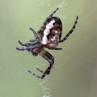 Plebs eburnus (Eastern bush orb-weaver) at Surf Beach, NSW - 18 Dec 2023 by Hejor1