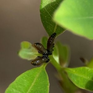 Paropsini sp. (tribe) at Surf Beach, NSW - 18 Dec 2023